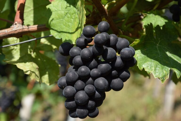 Black Grapes (Round)