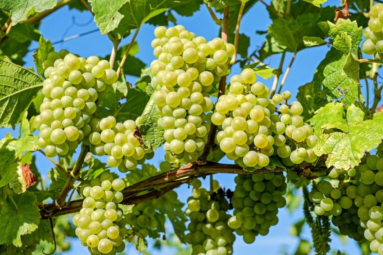 Green Grapes (Round)